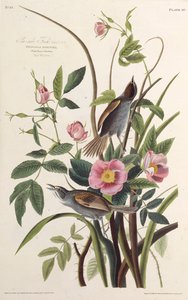 海側フィンチ。アメリカの鳥、1827-1838から。 作： John James Audubon