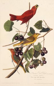 夏の赤い鳥。アメリカの鳥、1827-1838から。