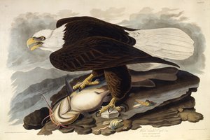 白頭ワシ。アメリカの鳥、1827-1838から。 作： John James Audubon