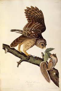 縞模様のフクロウ。アメリカの鳥、1827-1838から。 作： John James Audubon