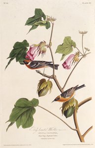 ベイブレストウグイス。アメリカの鳥、1827-1838から。 作： John James Audubon