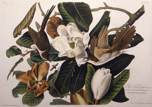 黒請求カッコウ。アメリカの鳥、1827-1838から。 作： John James Audubon