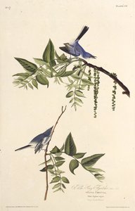 青灰色のブヨ。アメリカの鳥、1827-1838から。 作： John James Audubon
