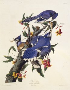 ブルージェイ。アメリカの鳥、1827-1838から。