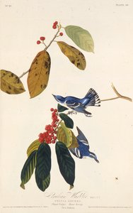 セルリアンウグイス。アメリカの鳥、1827-1838から。 作： John James Audubon