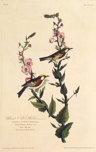 栗の両面のウグイス。アメリカの鳥、1827-1838から。 作： John James Audubon