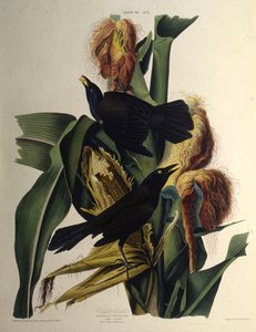 一般的なグラックル。アメリカの鳥、1827-1838から。