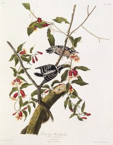 セジロコゲラ。アメリカの鳥、1827-1838から。 作： John James Audubon