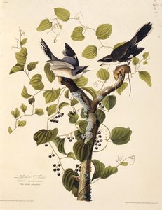 アカウミガメ。アメリカの鳥、1827-1838から。