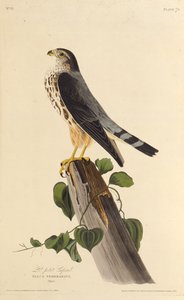 マーリン。アメリカの鳥、1827-1838から。 作： John James Audubon