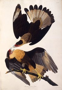 北の紋付きカラカラ。アメリカの鳥、1827-1838から。 作： John James Audubon
