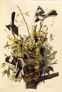 北のモッキンバード。アメリカの鳥、1827-1838から。 作： John James Audubon
