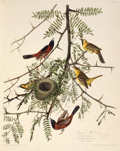 果樹園のオリオール。アメリカの鳥、1827-1838から。 作： John James Audubon