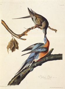 乗客の鳩。アメリカの鳥、1827-1838から。 作： John James Audubon