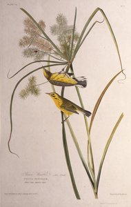 大草原のウグイス。アメリカの鳥、1827-1838から。
