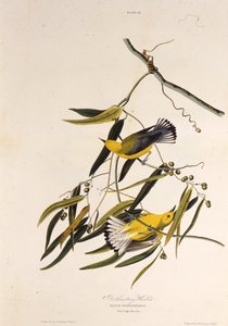 代名詞のウグイス。アメリカの鳥、1827-1838から。 作： John James Audubon