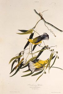 代名詞のウグイス。アメリカの鳥、1827-1838から。 作： John James Audubon