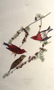 紫色のフィンチ。アメリカの鳥、1827-1838から。 作： John James Audubon