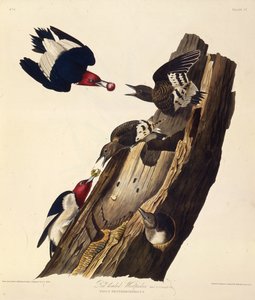 赤毛のキツツキ。アメリカの鳥、1827-1838から。