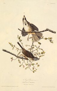 歌すずめ。アメリカの鳥、1827-1838から。 作： John James Audubon