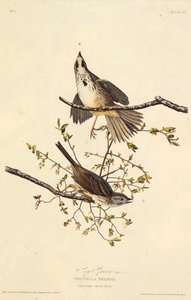 歌すずめ。アメリカの鳥、1827-1838から。 作： John James Audubon
