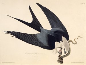 ツバメの凧。アメリカの鳥、1827-1838から。