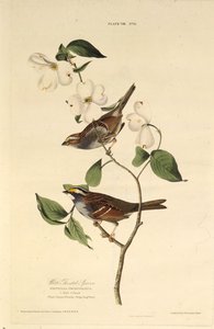 白のどスズメ。アメリカの鳥、1827-1838から。 作： John James Audubon
