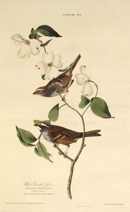 白のどスズメ。アメリカの鳥、1827-1838から。 作： John James Audubon