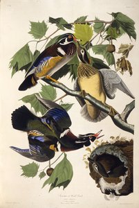 木のアヒル。アメリカの鳥、1827-1838から。 作： John James Audubon