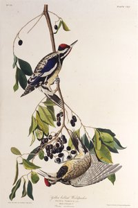 黄色い腹のサッカー。アメリカの鳥、1827-1838から。 作： John James Audubon