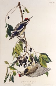 黄色い腹のサッカー。アメリカの鳥、1827-1838から。 作： John James Audubon