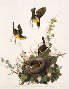黄色い胸のチャット。アメリカの鳥、1827-1838から。 作： John James Audubon