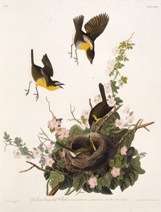 黄色い胸のチャット。アメリカの鳥、1827-1838から。 作： John James Audubon