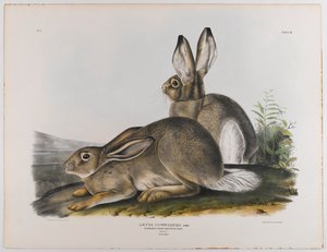 タウンゼンツロッキーマウンテンノウサギ、1842 作： John James Audubon