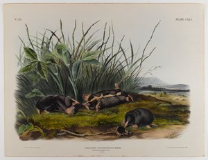 Townsendsじゃじゃ馬 作： John James Audubon