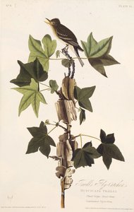 トレイルヒタキ。アメリカの鳥、1827-1838から。 作： John James Audubon