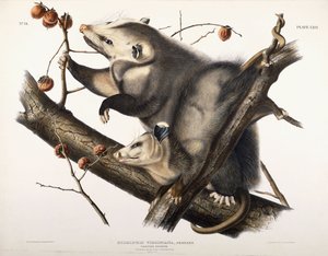バージニア州オポッサム、1845 作： John James Audubon
