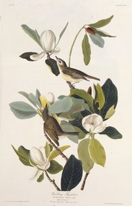 ゴロゴロヒタキ。アメリカの鳥、1827-1838から。 作： John James Audubon