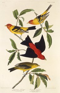 ウエスタンタナガー。スカーレットタナガー。アメリカの鳥、1827-1838から。