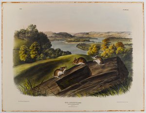 白足のマウス 作： John James Audubon