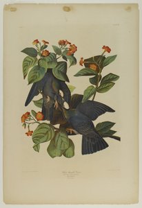 白頭鳩、ジュリアンビエンによって印刷され、Roe Lockwood＆Sonによって出版された、1861年（クロモリソグラフ） 作： John James Audubon