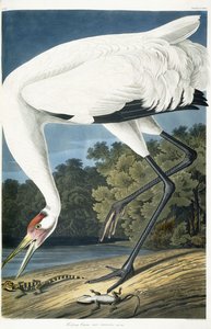 百日鶴、成人男性、1834 作： John James Audubon