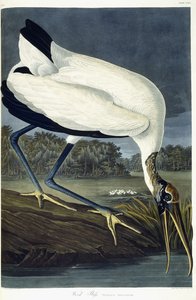 ウッドアイビス、1834 作： John James Audubon