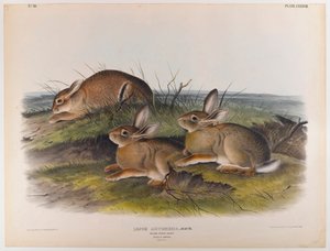 みみずうさぎ 作： John James Audubon