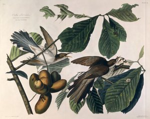 ウィリアムホームリザーズ（1788-1859）によって彫刻され、ロバートハヴェル（1793-1878）1829によって修正された、「アメリカの鳥」からの黄色請求ハト 作： John James Audubon