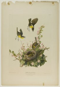 黄色い胸のチャット、ジュリアンビエンによって印刷され、Roe Lockwood＆Sonによって発行された、1861年（クロモリソグラフ） 作： John James Audubon