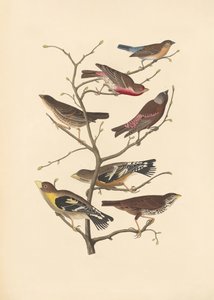 ラズリフィンチ 作： John James Audubon/ Rob Havell