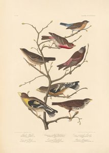 ラズリフィンチ 作： John James Audubon/ Rob Havell