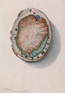 ミドリアワビ、Haliotis laevigata