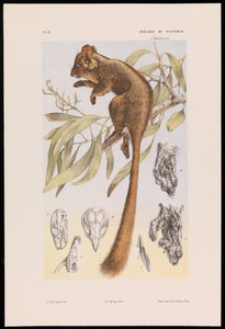 フクロギツネ、Gymnobelideus leadbeateri